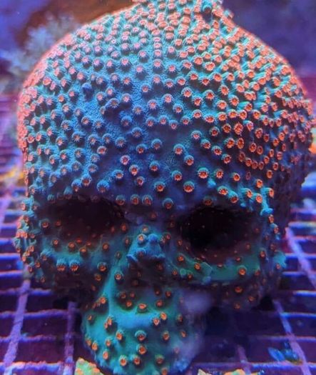 Coral Encrusted Skull 3D Printed