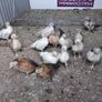 bantam Image 3