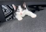kittens free to go to good home