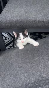 kittens free to go to good home