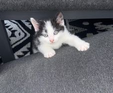 kittens free to go to good home