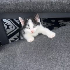 kittens free to go to good home