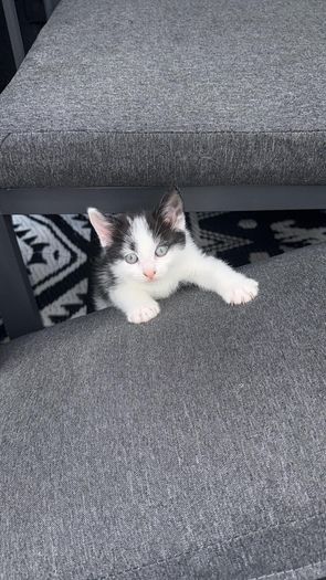kittens free to go to good home