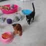 Toy cat set Image 4