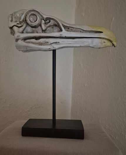 1/1 resin copy of a albatross skull. On display stand.