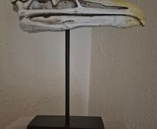 1/1 resin copy of a albatross skull. On display stand.