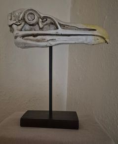 1/1 resin copy of a albatross skull. On display stand.