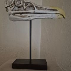 1/1 resin copy of a albatross skull. On display stand.