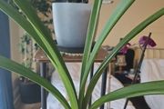 plants
