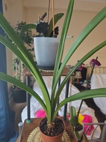 plants