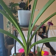 plants