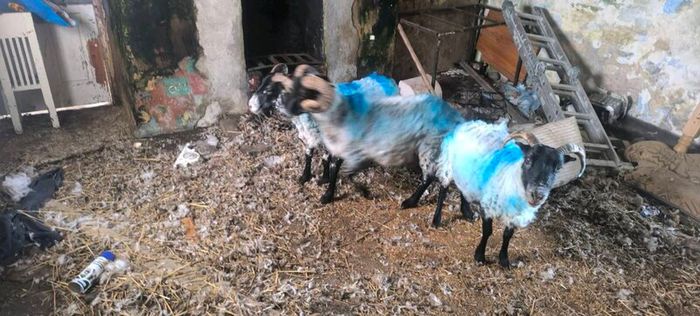Sheep