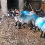 Sheep Image 2
