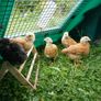 Ducks and chickens Image 8