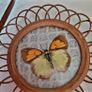 Vintage japanese rattan pressed butterfly coasters & basket Image 2
