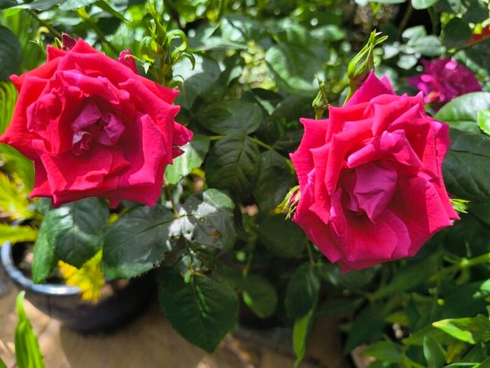 garden plants