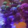 fish Image 4