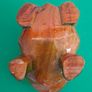 New Wooden Percussion Frog Image 5