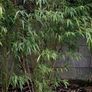 Bamboo plants Image 6