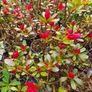 Summer Bedding Flowers Image 5