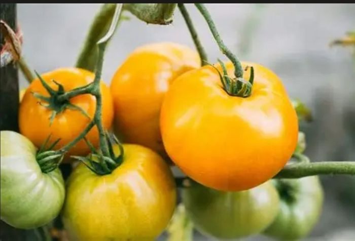 Orange Vine Tomatoes Seeds
