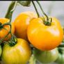Orange Vine Tomatoes Seeds Image 2