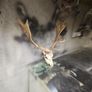 deer antlers Image 3