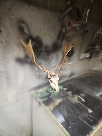 deer antlers