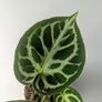 Anthurium Crystallinum Plant Image 2