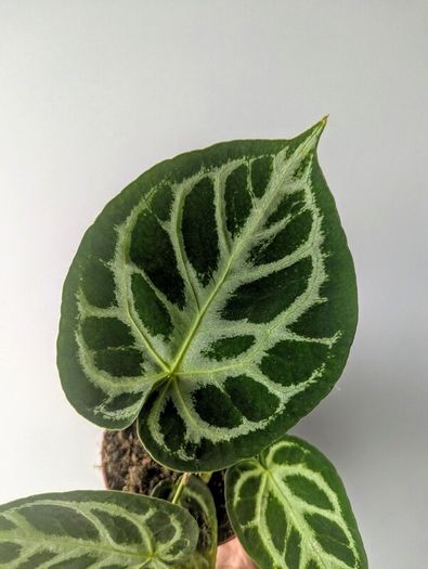 Anthurium Crystallinum Plant