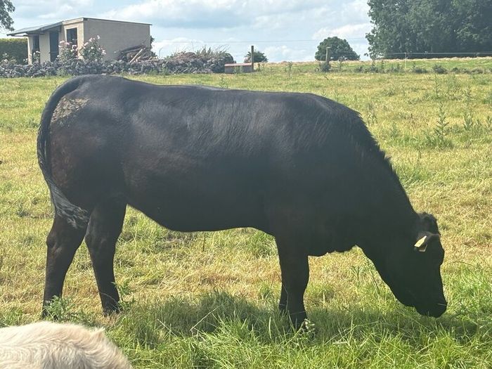 In calf Limousine x bb heifer