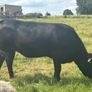 In calf Limousine x bb heifer Image 4