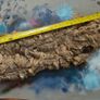Cork Bark for Reptile Terrarium/Vivarium Image 2