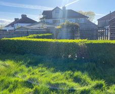 Griselinia hedge