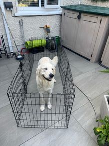 Dog Enclosure
