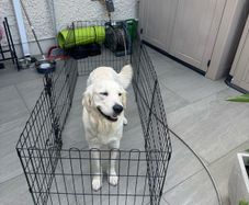 Dog Enclosure