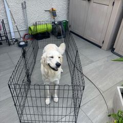 Dog Enclosure