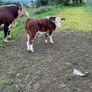 Hereford Bull Image 3