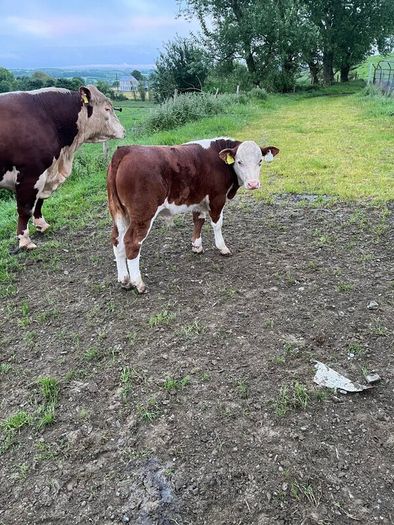Hereford Bull