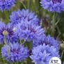 02 (C) Cornflower Double Ball Blue seeds 1g (415113) Image 2