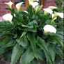 White Calla Lyles perennial Image 10