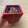 Mammilaria Cactus plant Image 2
