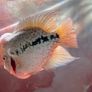 fish tank Image 4