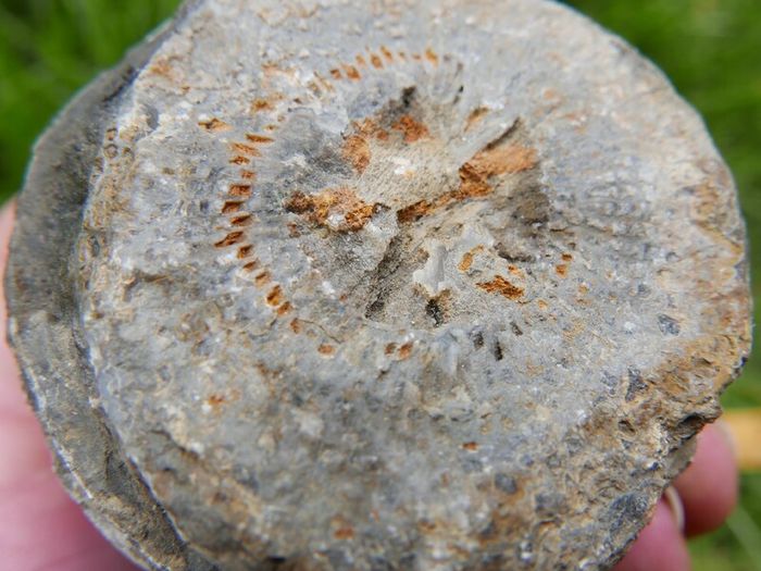 Big Coral fossil w/ complete silicification