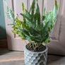 house plants 8euro eaxh Image 8