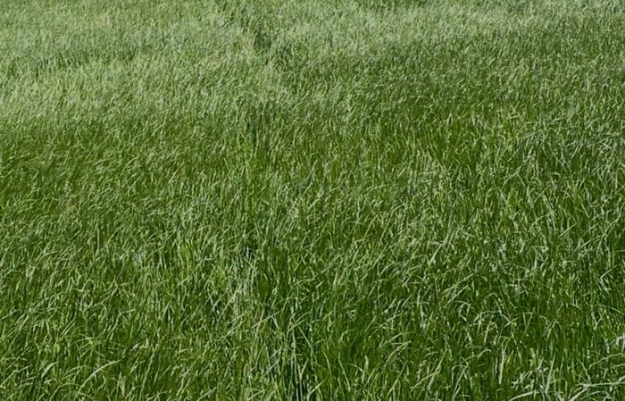 Premium Haylage Kilcock