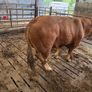 Bull Image 6