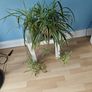 Spider plant Image 2