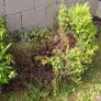 Free Plants/bushes Image 3
