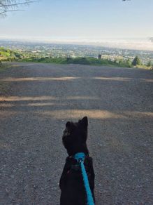 SERVICE [dog walking]